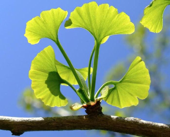 ginkgo biloba για μεγέθυνση πέους